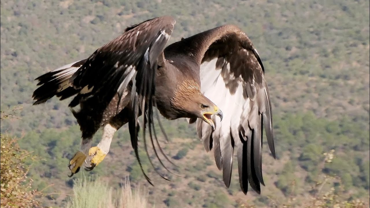 POLLOS DE ÁGUILA REAL. PRIMERA LECCIÓN DEL CURSO. ¡¡APRENDER A VOLAR!!