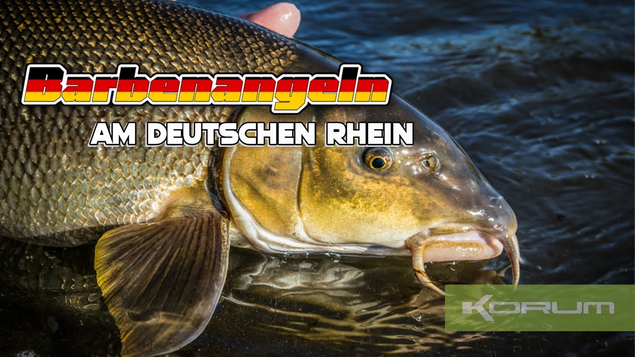 BARBENANGELN am deutschen Rhein! SO räumst du am FLUSS ab!