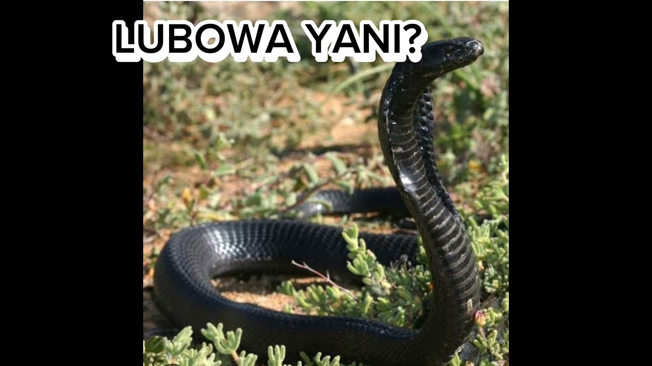 SSALONGO LUBOWA YANI?