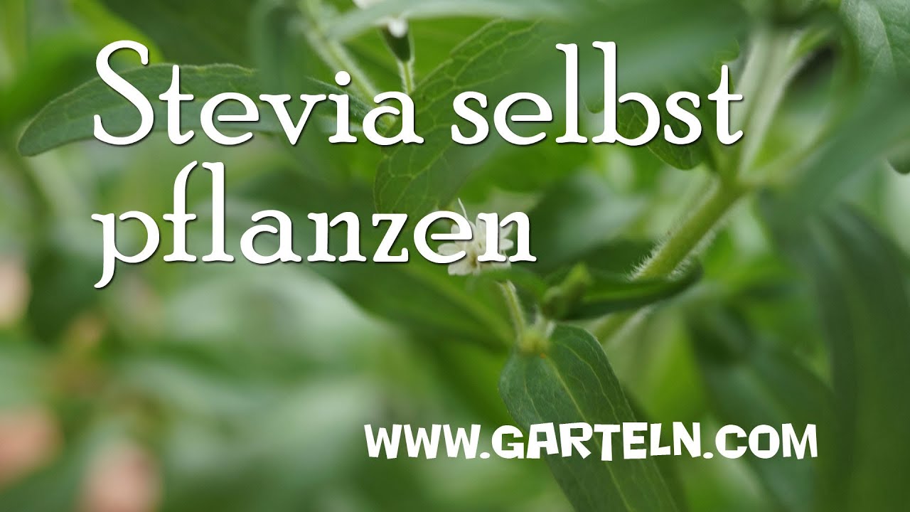 Stevia Pflanze - Tipps und Infos