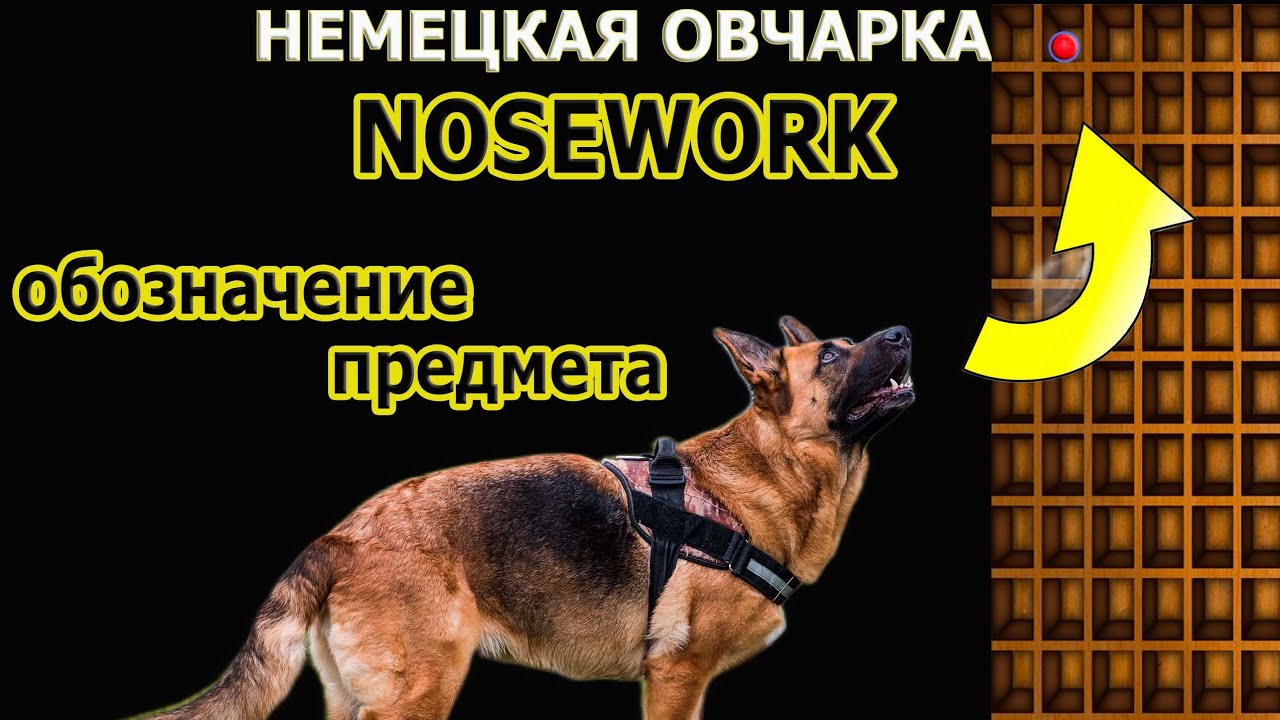 Ноузворк| Немецкая овчарка|Ноузворк учимся обозначать предмет| Дрессировка собак