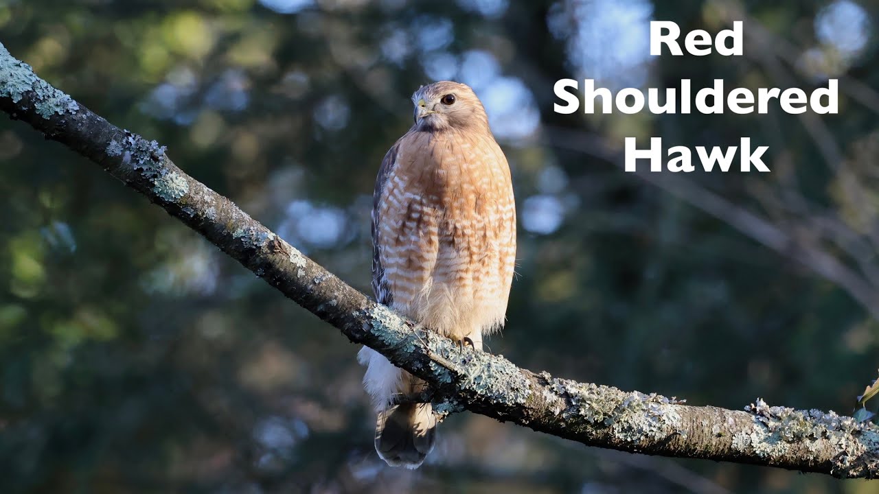 Red-shouldered Hawk- Identification & Audio