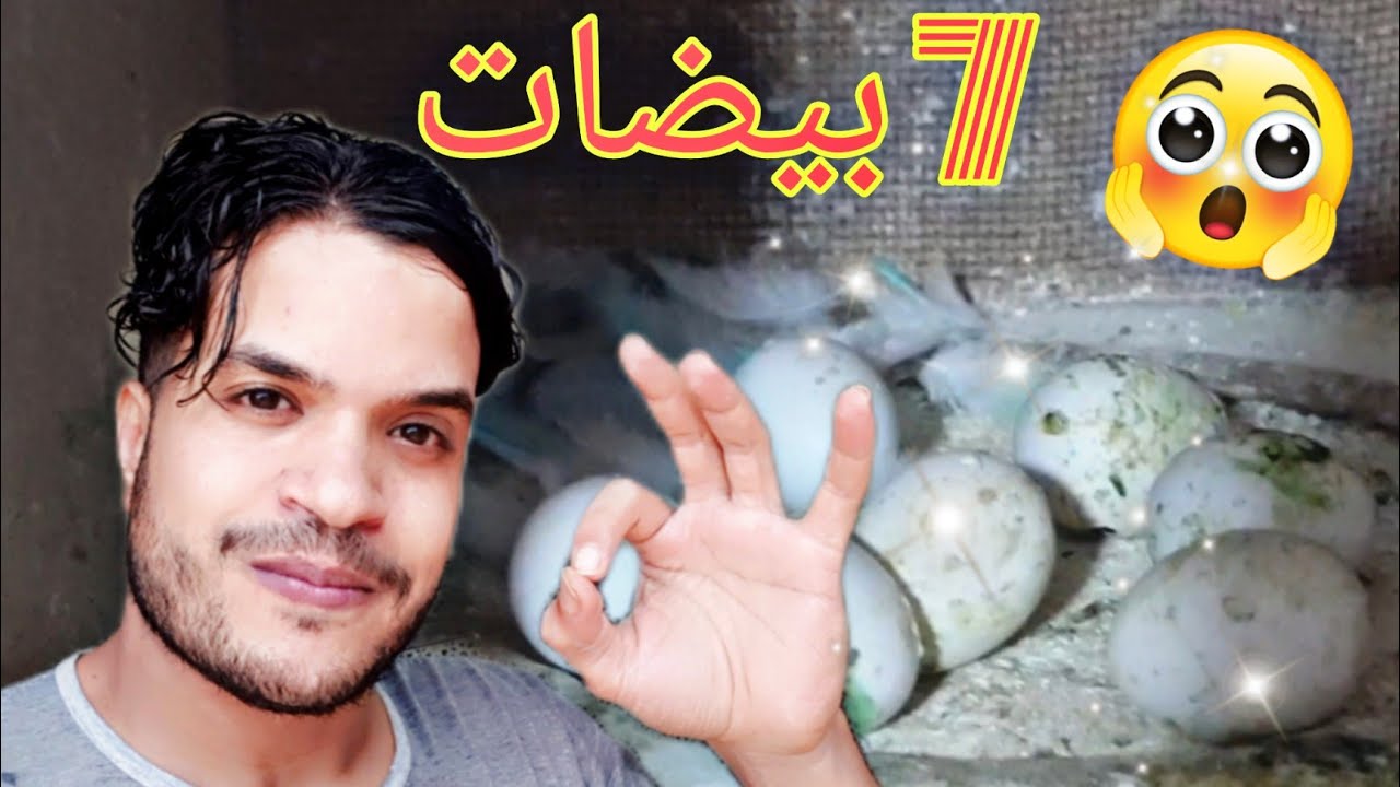 لأول مرة السعدية🐦وضعت ليا 7 بيضات🥚😍 اللهم بارك 🤲🏻