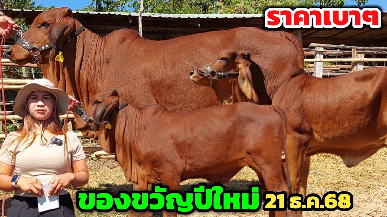 วัวสาวคู่ละ 15,500 บาท เริ่มต้นเบาๆ หรรษาฟาร์มจัดราคานาทีทอง‼️เป็นของขวัญปีใหม่ | 21 ธ.ค.68