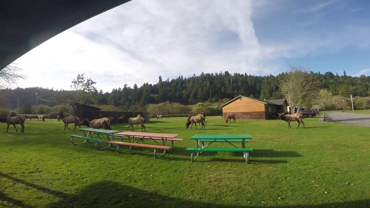 Elk Meadow Cabins - Elk Everywhere!!