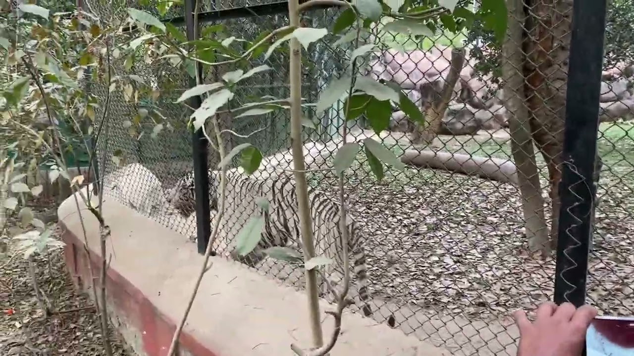 Bannerghatta Biological Park Limited Domestic Animals 
