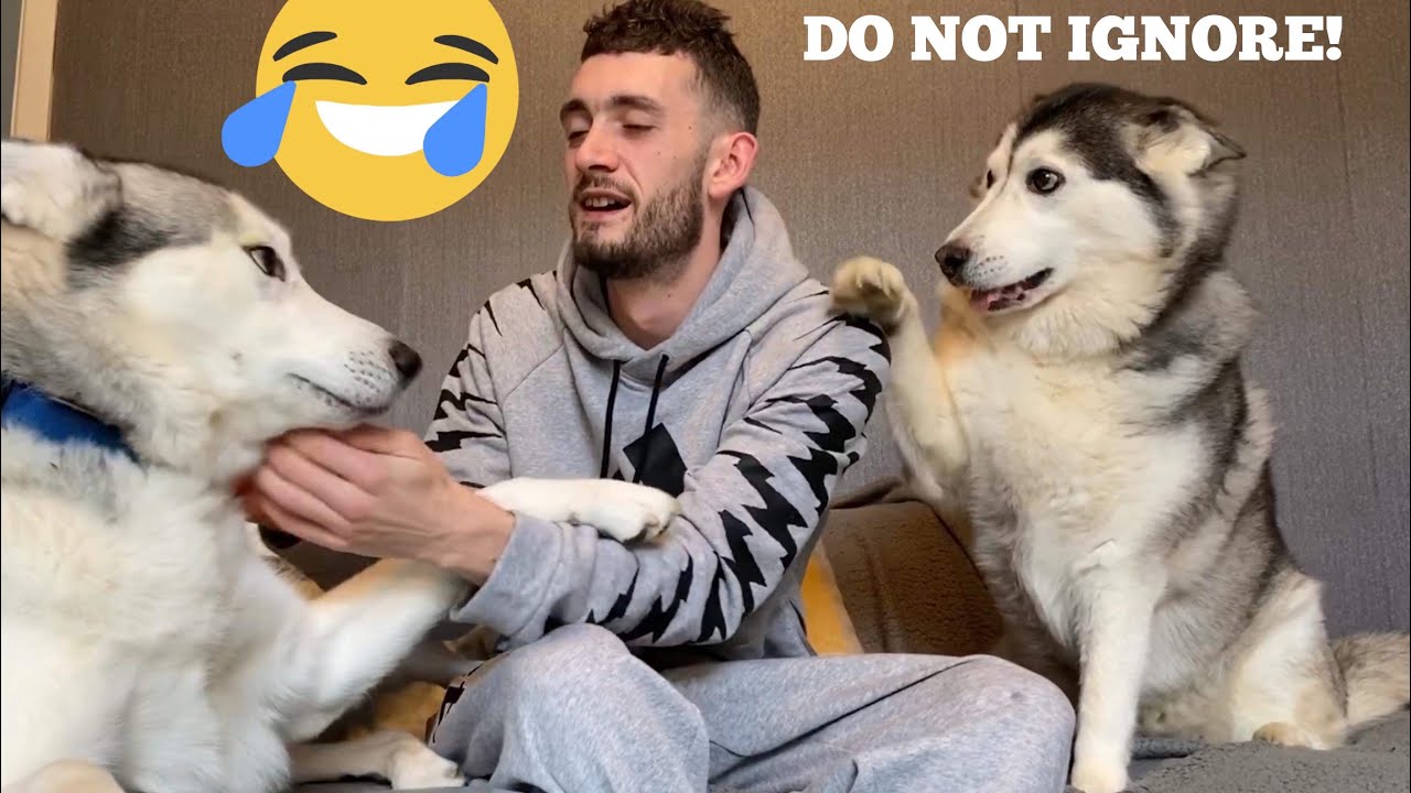Never Ignore Siberian Huskies! [NEEDY HUSKIES ARE BACK!]