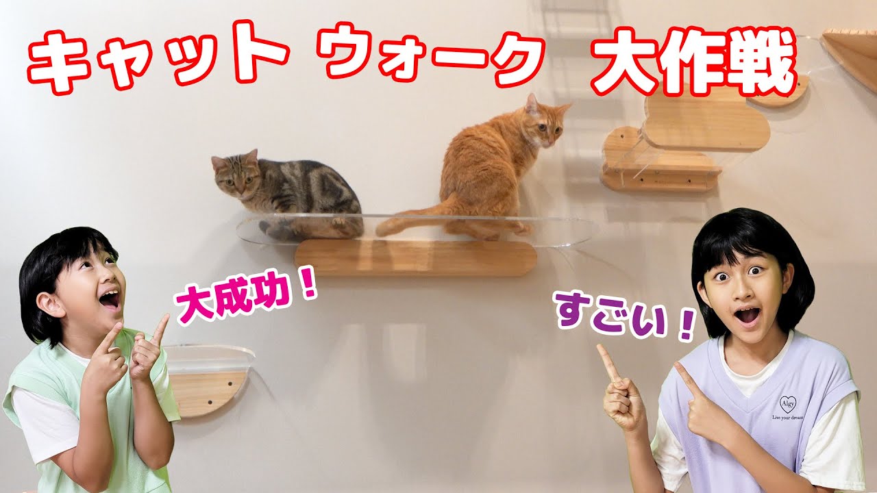引っ越し後、全然キャットウォークを使わない猫様・・・何とかして使ってもらおう☆大作戦！！himawari-CH