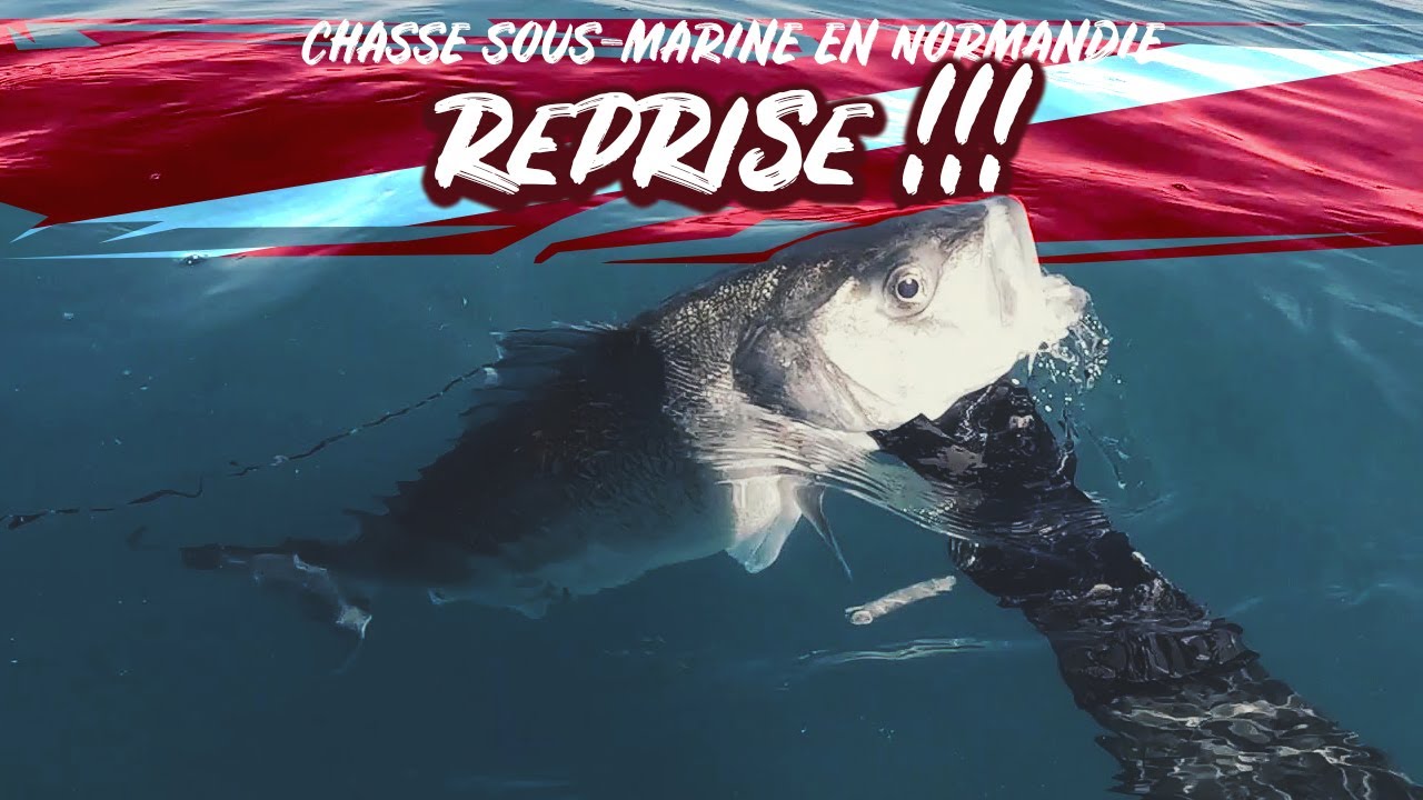 Chasse sous marine en Normandie reprise 2020 💪