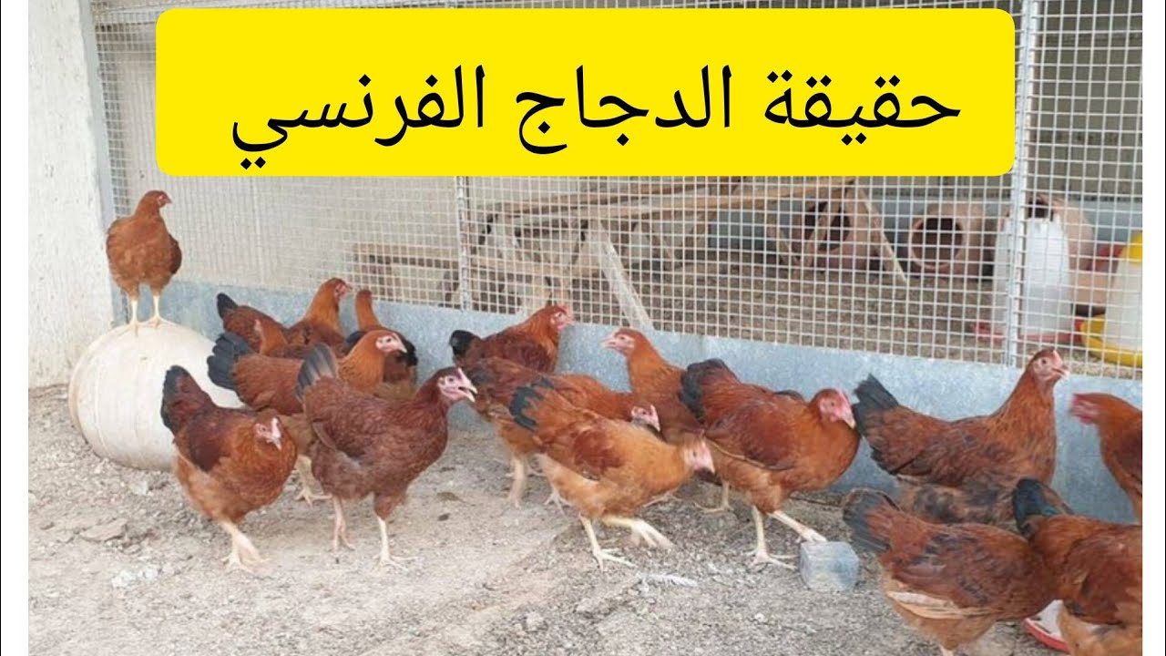 تعرف علي الدجاج الفرنسي بالمغرب