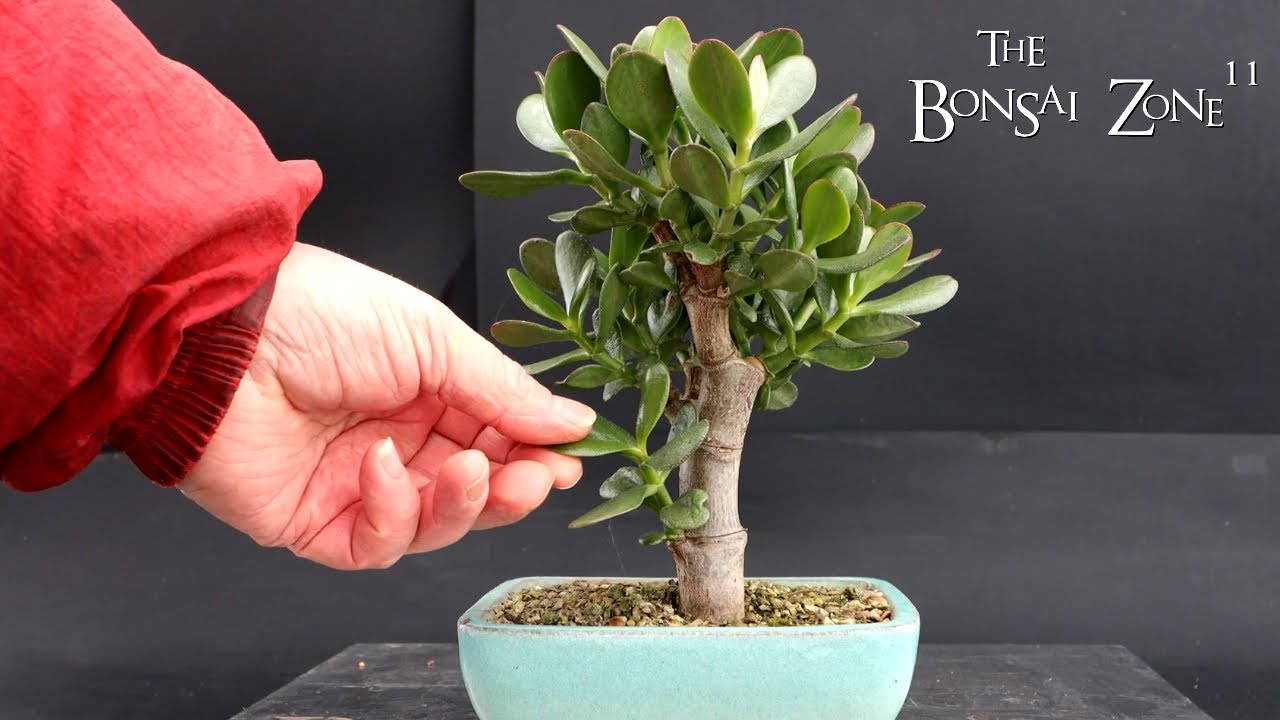 Суккулентный бонсай и не только, The Bonsai Zone, январь 2024 г.