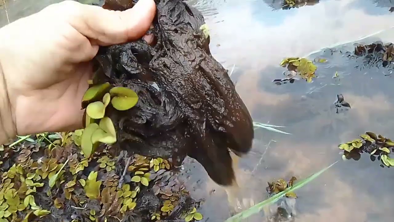 Vamos la na chácara onde alugamos o pasto pra colocar o gado.