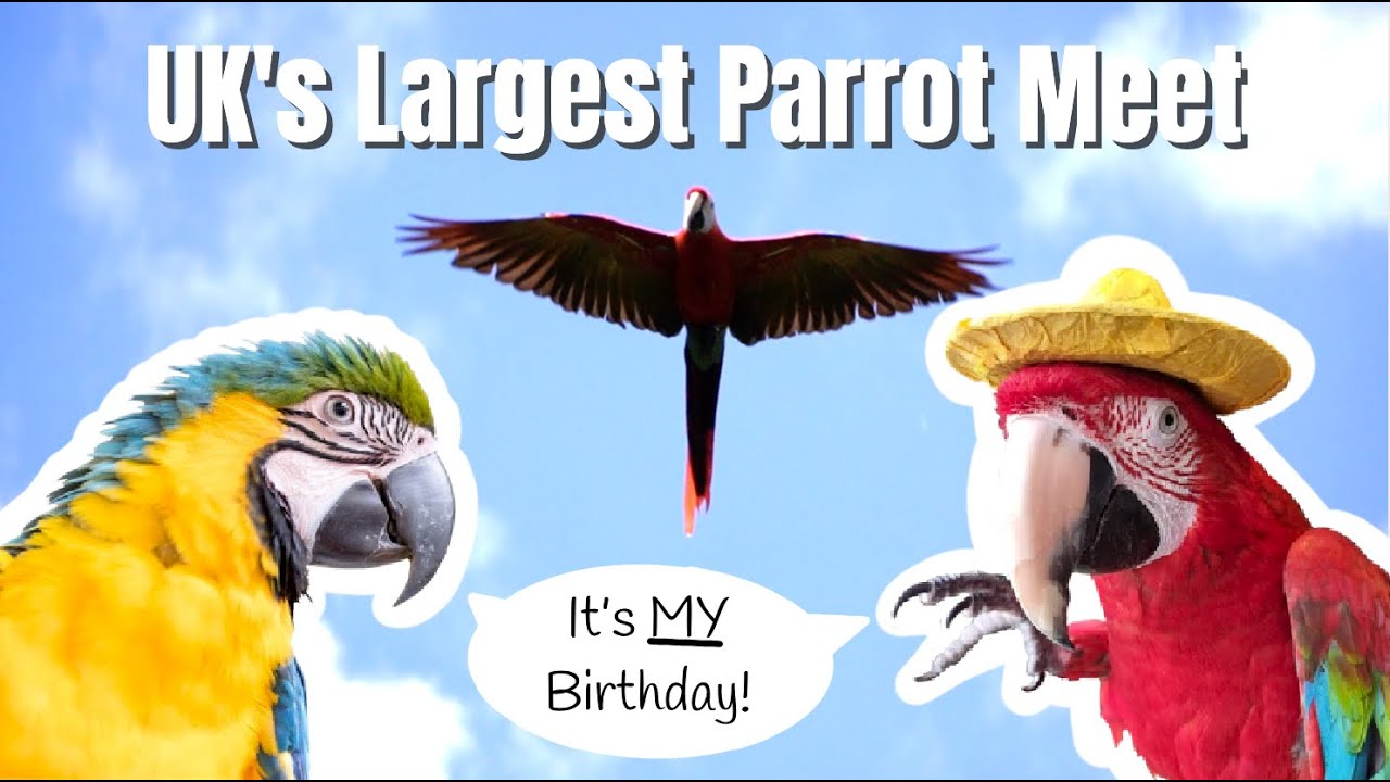 Over 30 Free Flying Pet Macaws Meet in London || Parrot Party