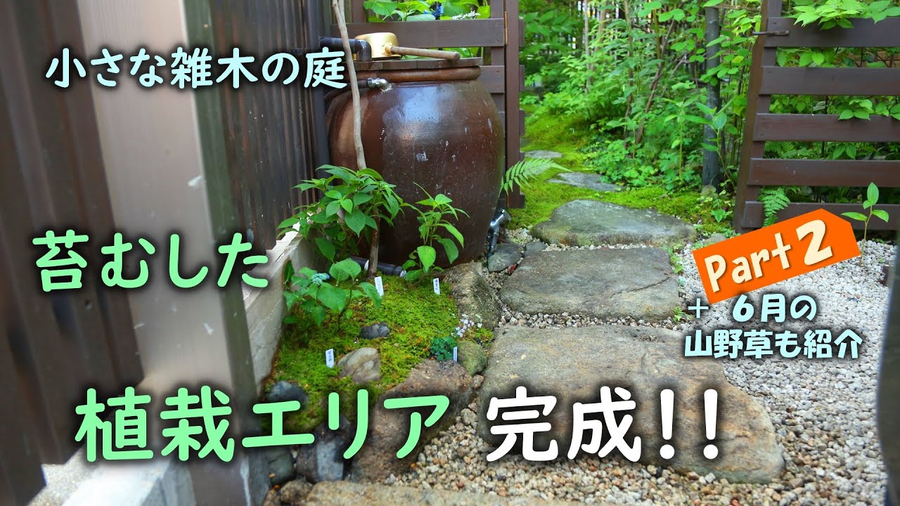【スペース限界の小さな庭】　DIYで自然味あふれる新たな植栽エリアを作ります！　Part2　苔の貼り方・水はけ対策（＋６月に咲いた山野草も紹介）