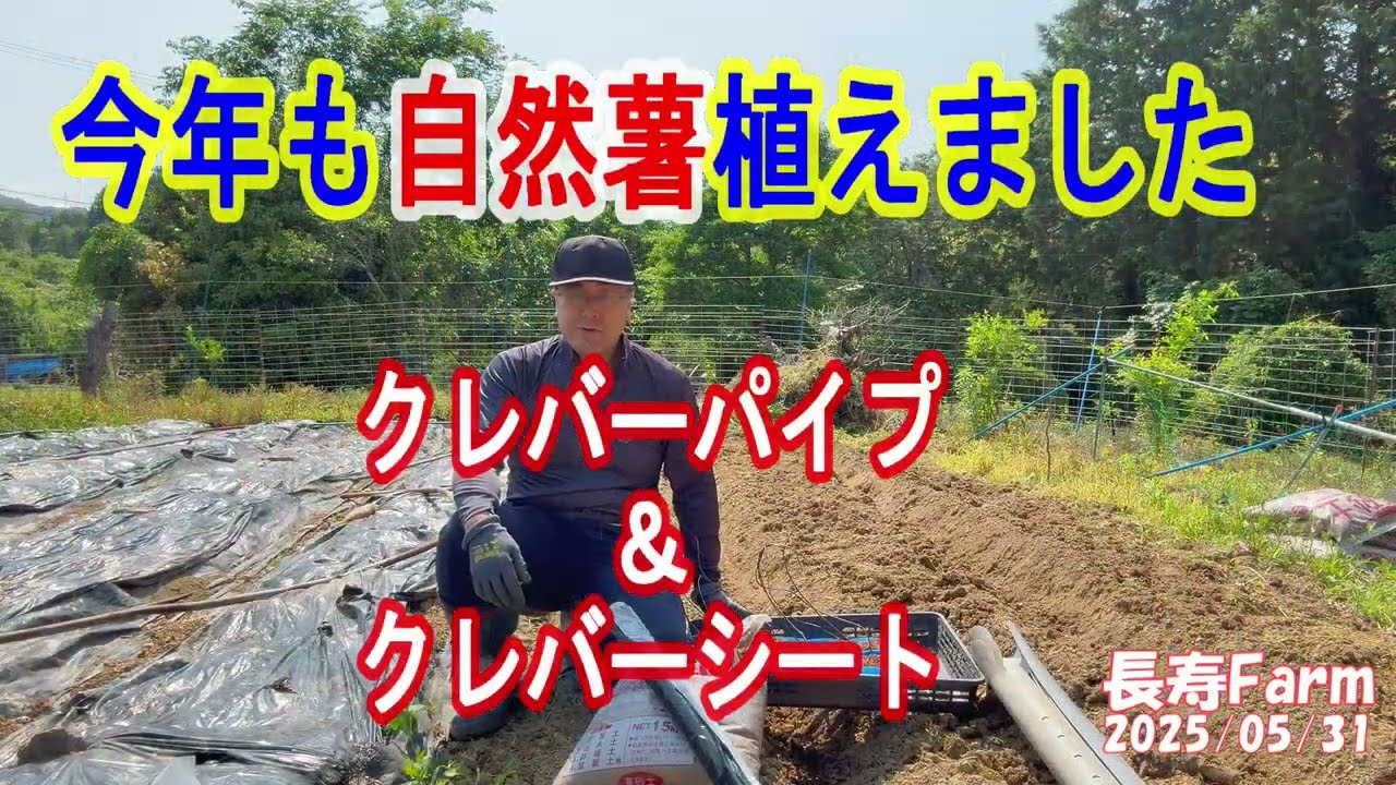 今年は、【クレバーパイプ】＋【クレバーシート】を使って【自然薯】を植えました。
