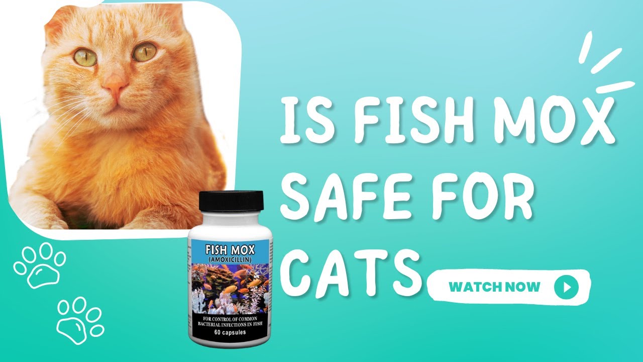 The Truth About Fish Mox and Cats- Intriguing and Click-Worthy