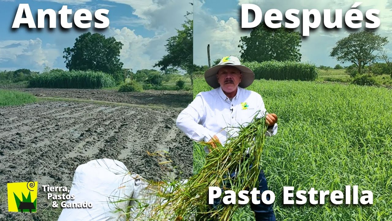 Estrella Africana para 10 cabezas x hectárea