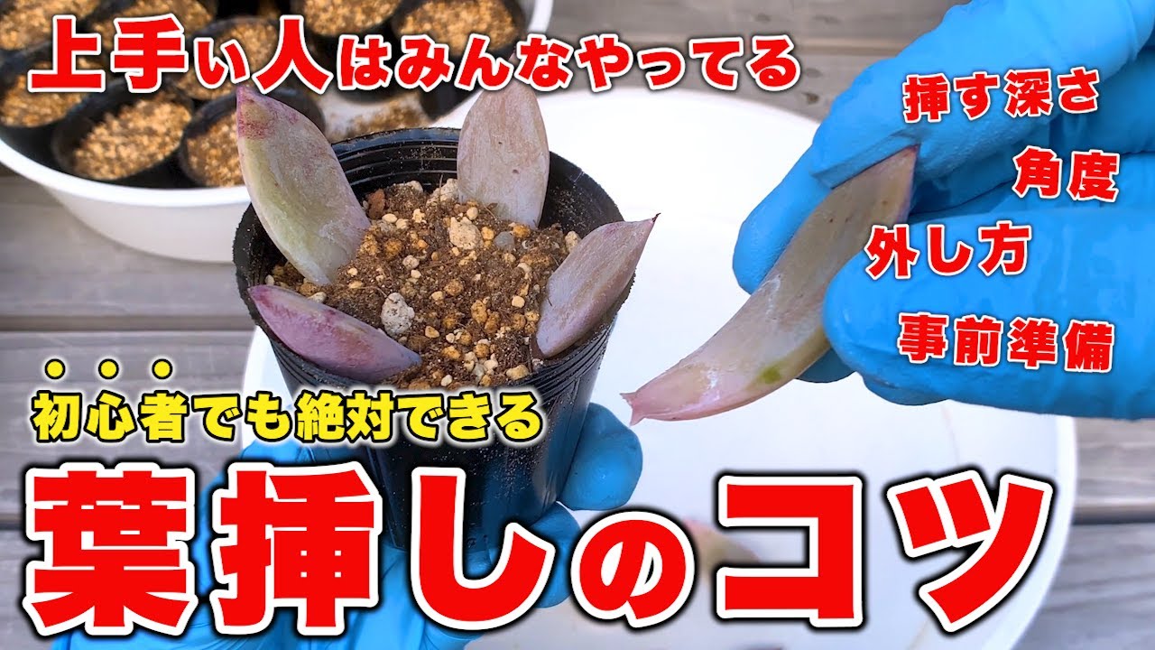 多肉植物を葉挿しで増やす！成功率を上げる取り方・挿し方のコツとは？