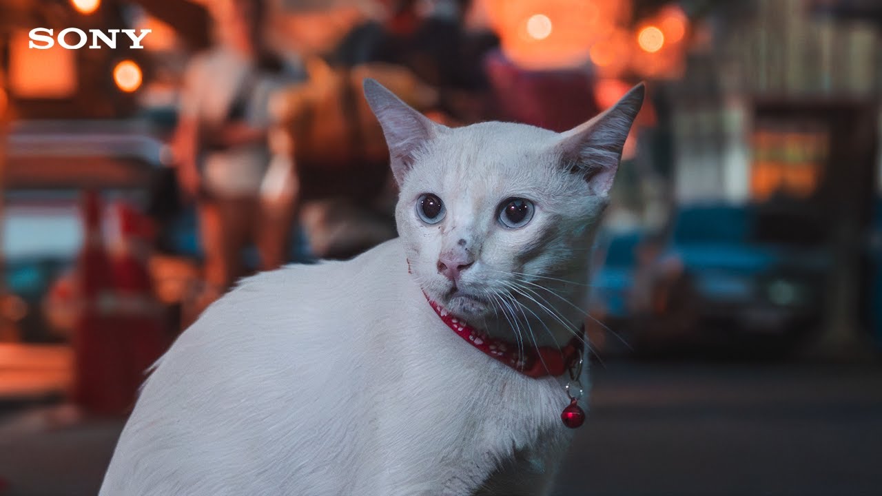 A lens full of surprises | Albert Dros puts the Sony FE 24-70mm F2.8 GM II to work