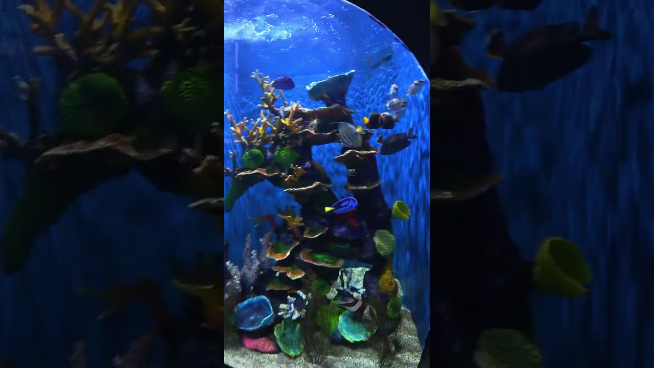 Visitamos el Acuario Aquarium de  veracruz  #fly #veracruz #acuario