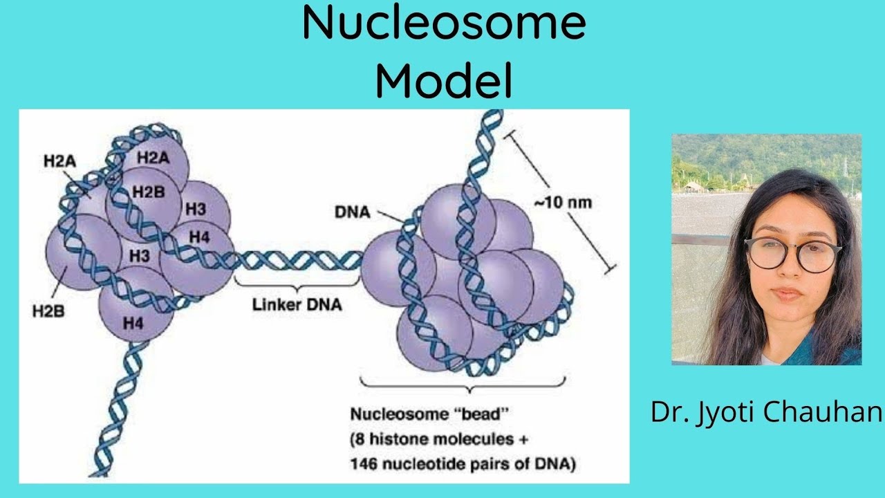 Nucleosome model | Packaging of DNA |Histone Protein | Chromatin structure
