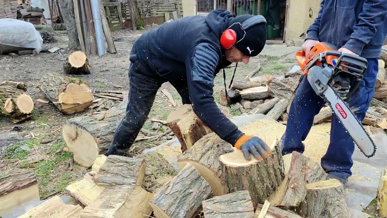 Husqvarna obosita de atatea lemne de salcâm