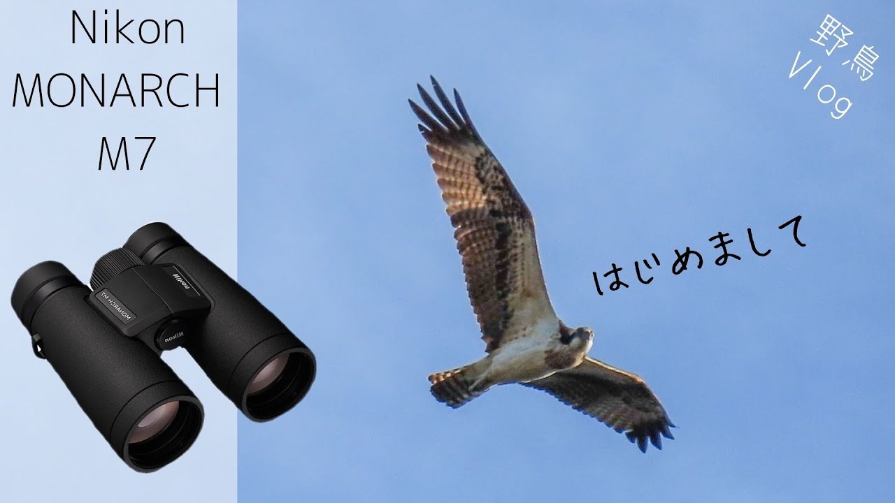 魚食いの猛禽、ミサゴ飛ぶ！新発売の双眼鏡使ってみた《MONARCH M7》【コンデジ野鳥Vlog】