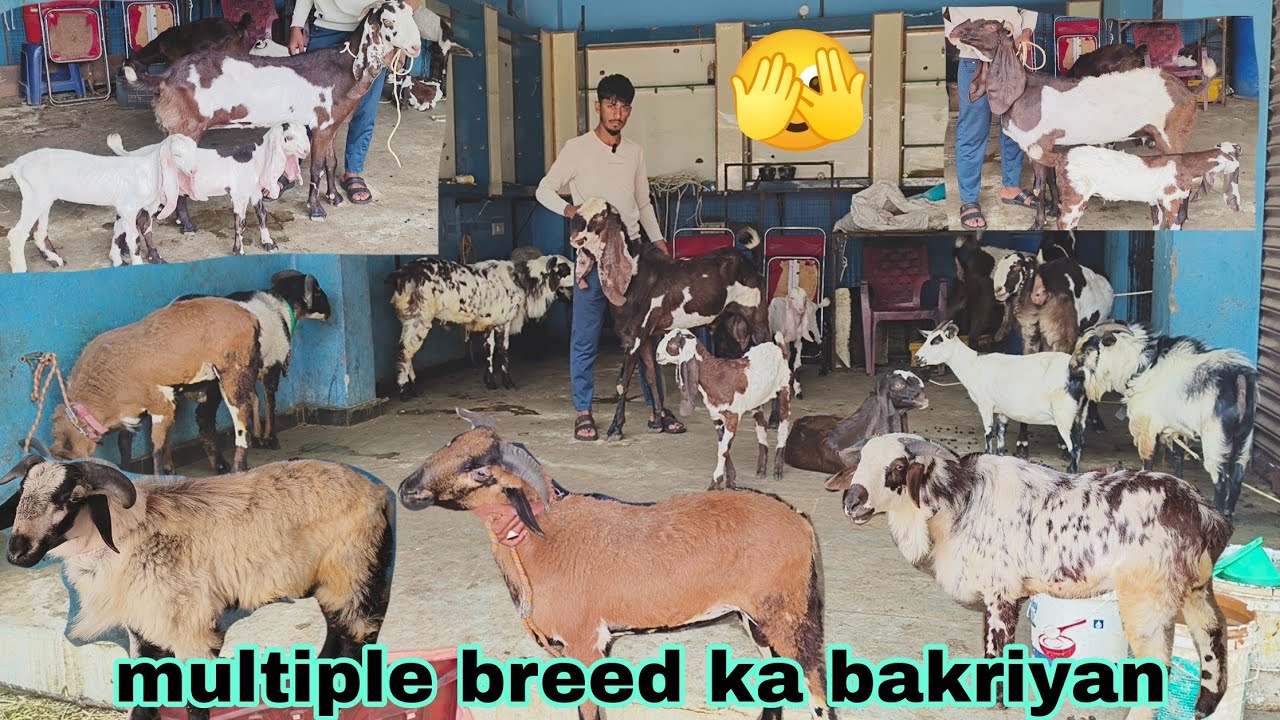 Aaj pura multiple breed Hyderabadi bakriya multiple breed sheep hai available
