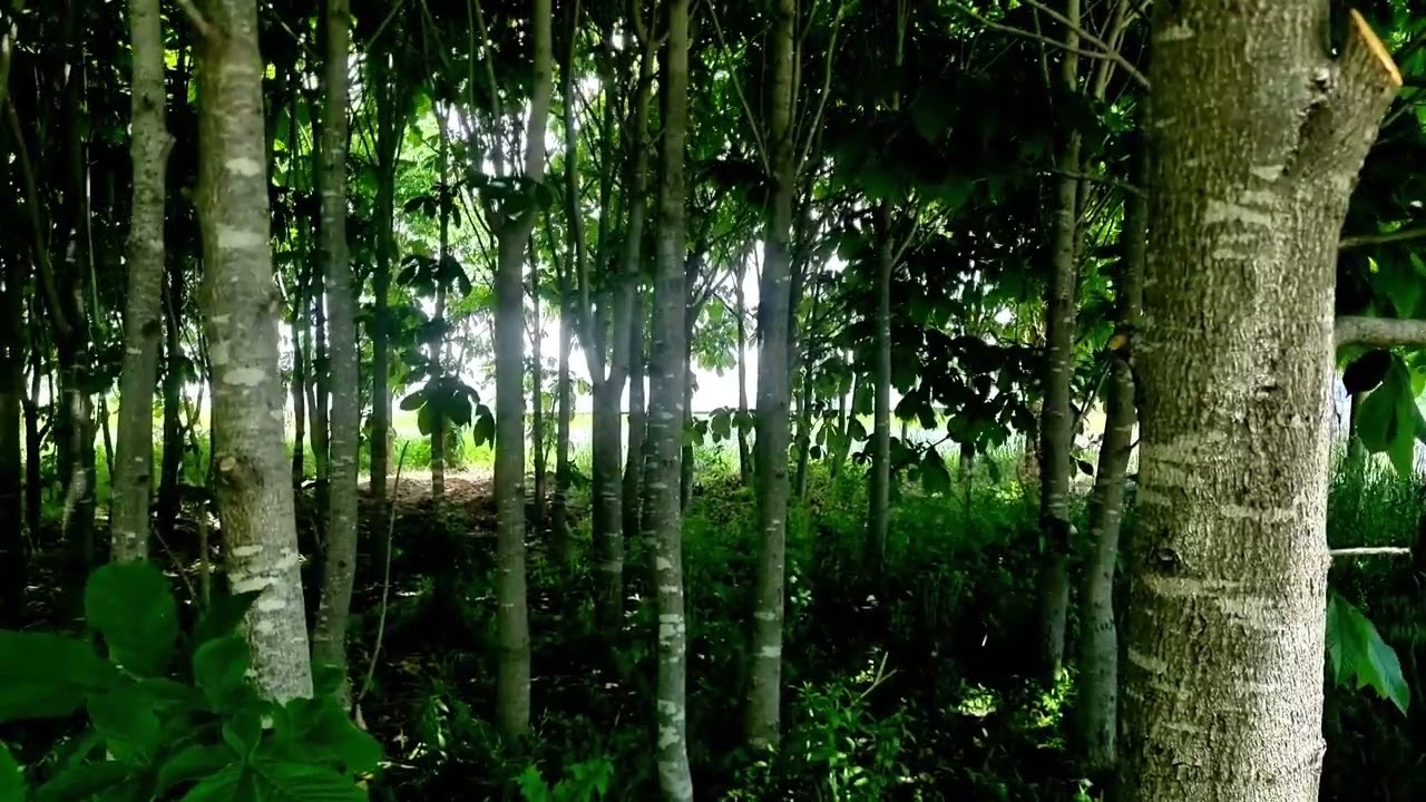 #Forest #Sleep #SpacingOut #3hours #Study #CicadaSound