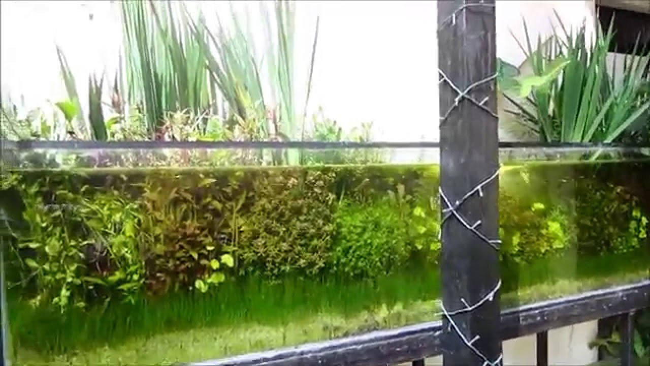 Acuario plantado  de 900 litros  con luz solar  parte 2