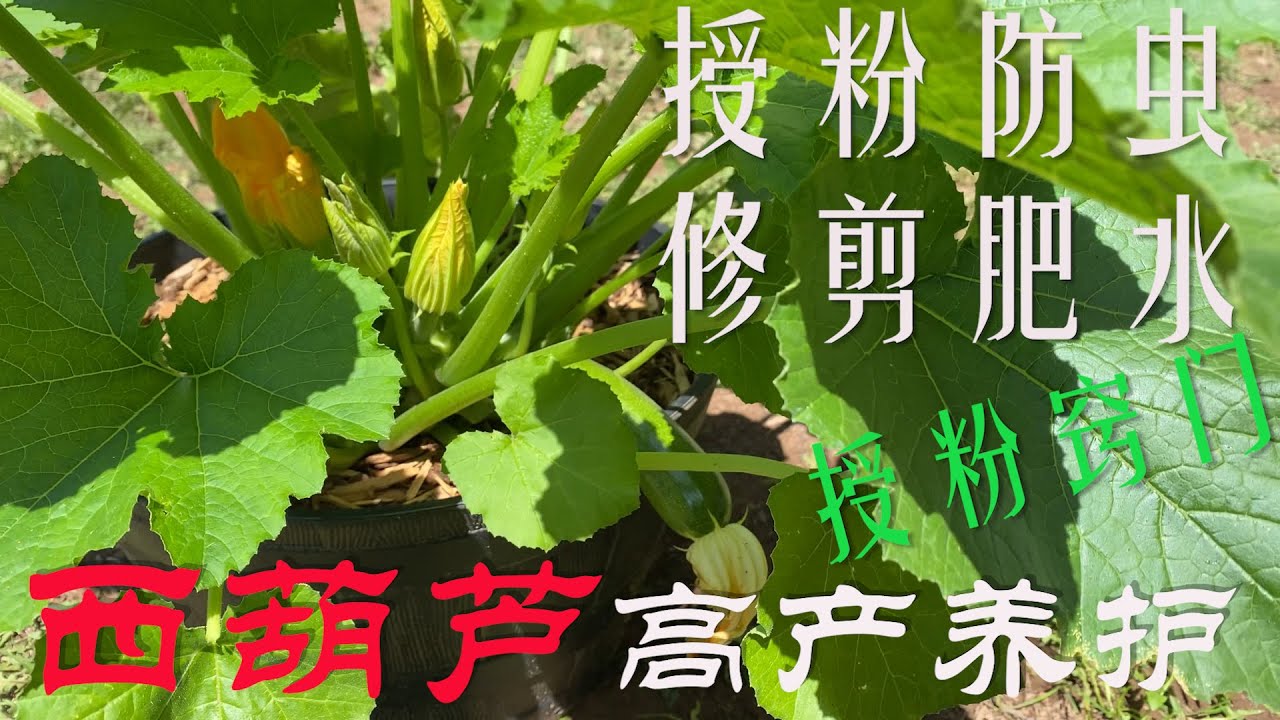 【渔耕笔记】种西葫芦 角瓜种植 |  花期如何授粉、防害虫白粉病、修剪及追肥，做好高产养护