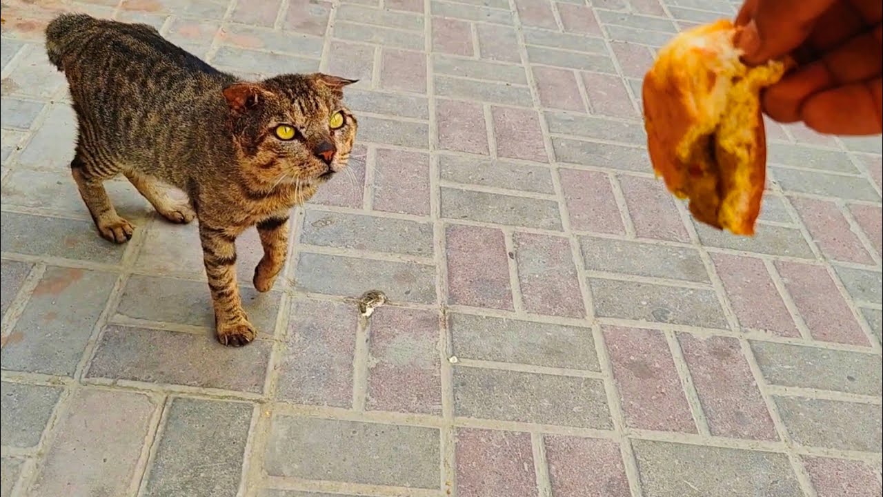 Feeding stray cat in🇺🇸❤️😻🥞street walking this morning & always stay along#adoptstrays#cat#streetcats