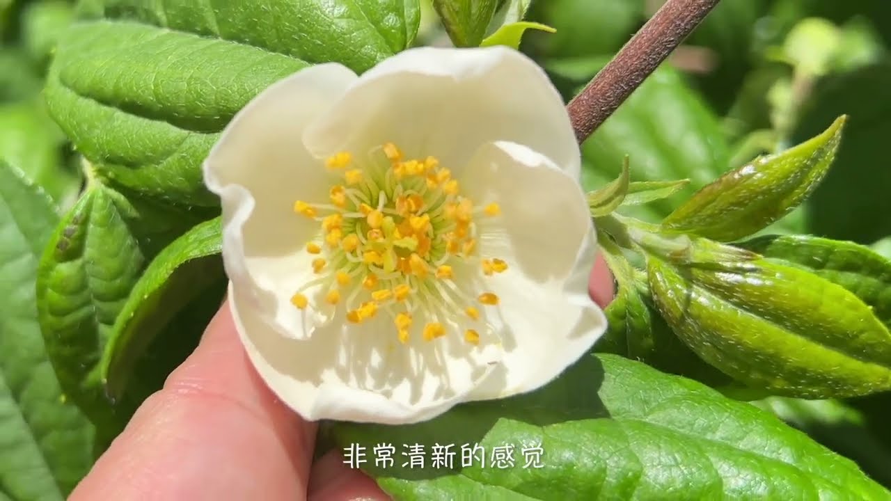 香味玉花园（1），香飘满园的山梅花、金银花、百合花。
