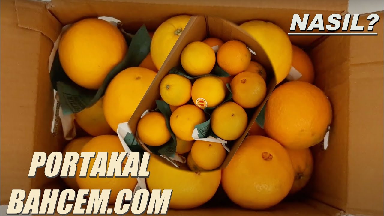 PortakalBahcem.Com Portakal İncelemesi | Finike Portakalı