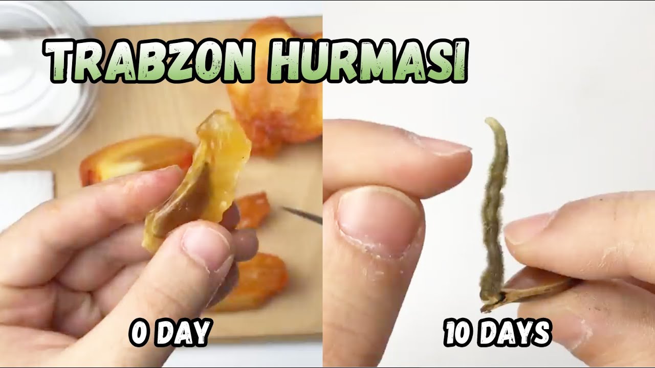 Прорастание хурмы