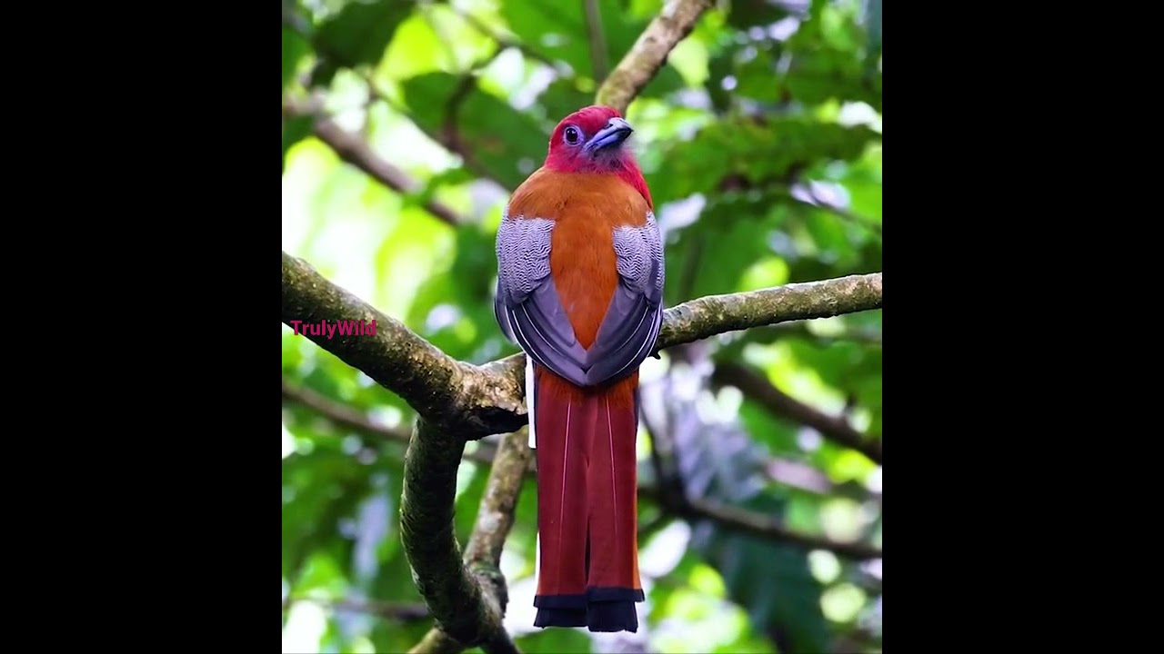 Red-headed Trogon Male in the natural habitat. #shorts #inshot #rare Full 4K Trogon video 👇