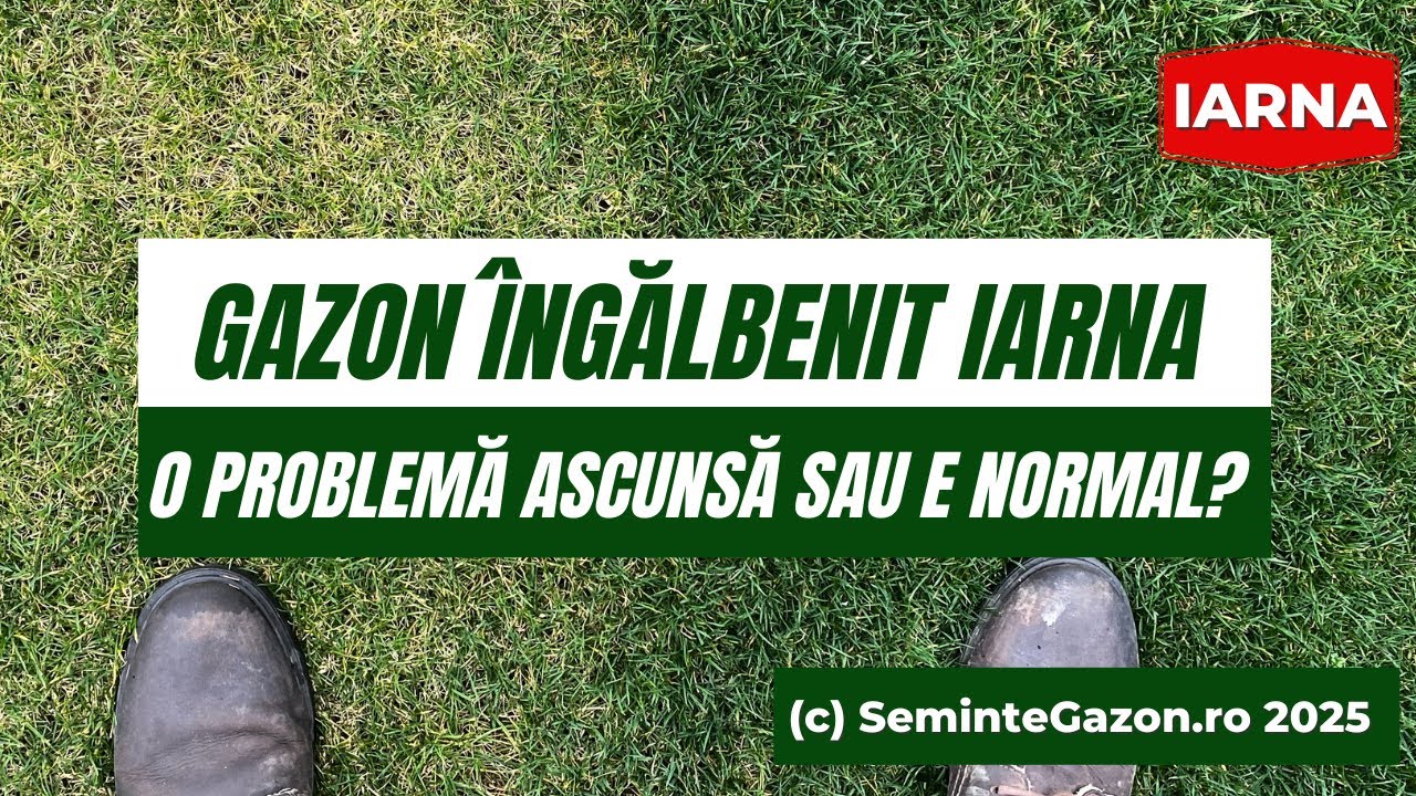 &Icirc;ngălbenirea gazonului iarna - Problemă ascunsă sau normalitate? Ghid oferit de semintegazon.ro