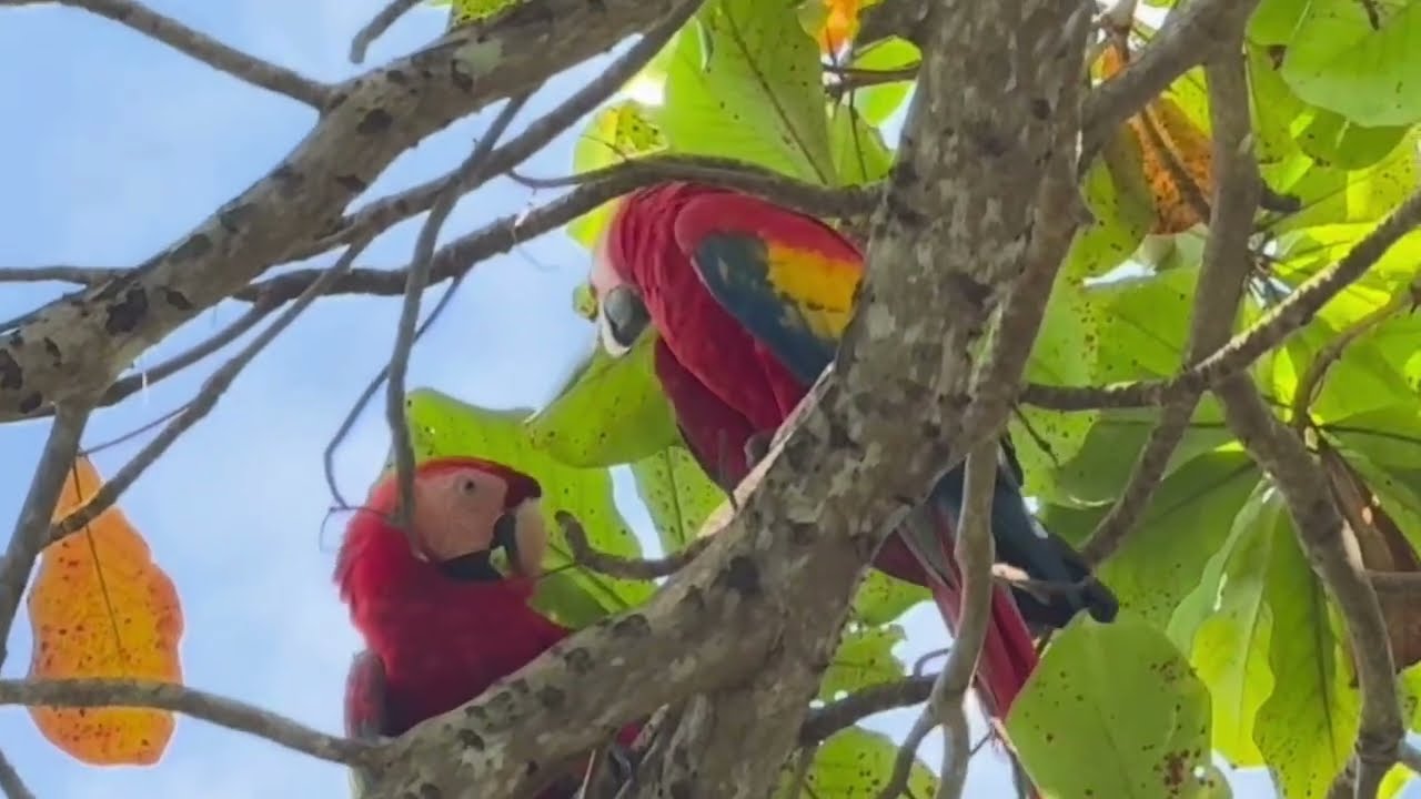 Oiseaux du Costa Rica Birds from Costa Rica