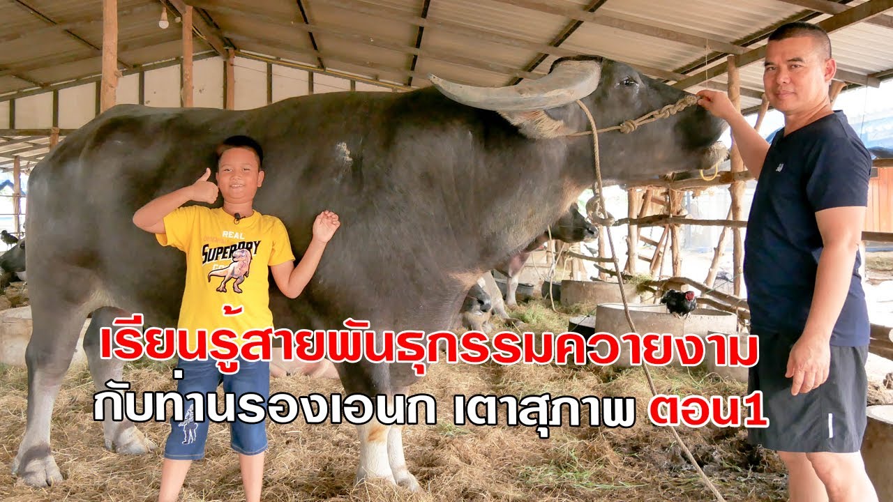 เรียนรู้สายพันธุกรรมควายงาม ตอน1 กับท่านรองเอนก เตาสุภาพ 0944974496 อุทัยธานี เต๋อพาเที่ยว