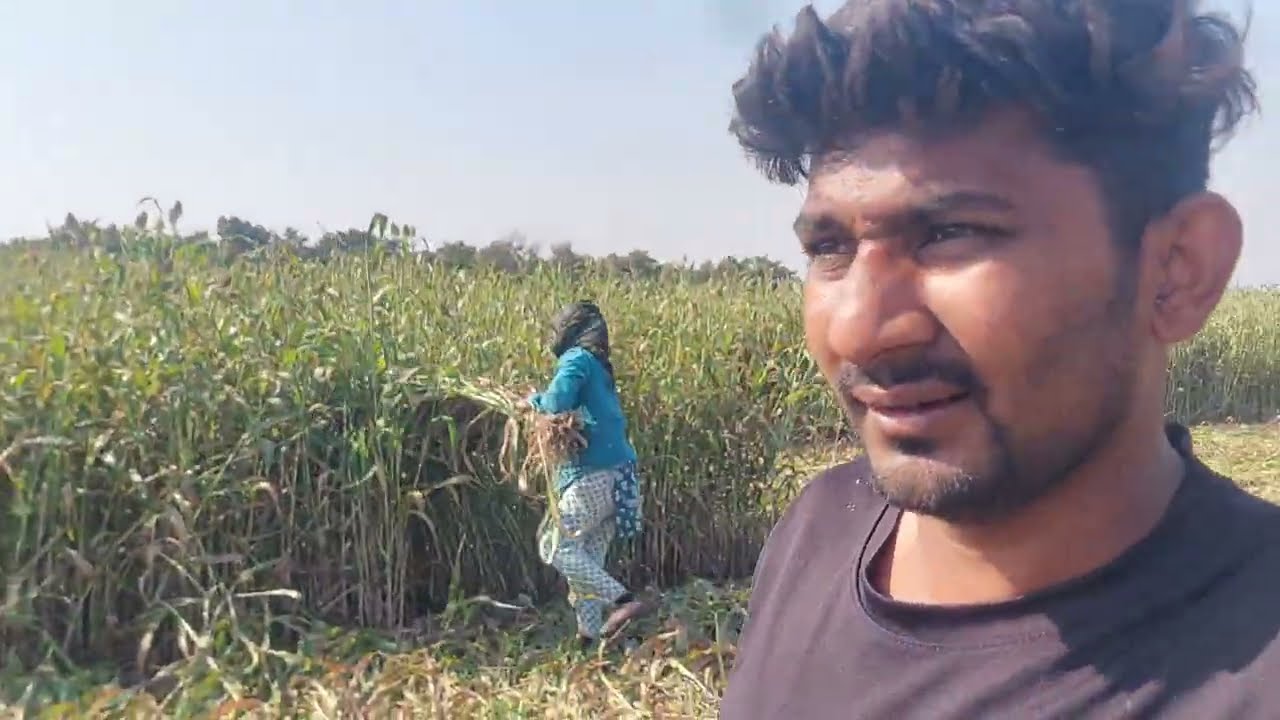 આજે તો અમે ગયા તો કાને થી ઝાડ વાઢવા