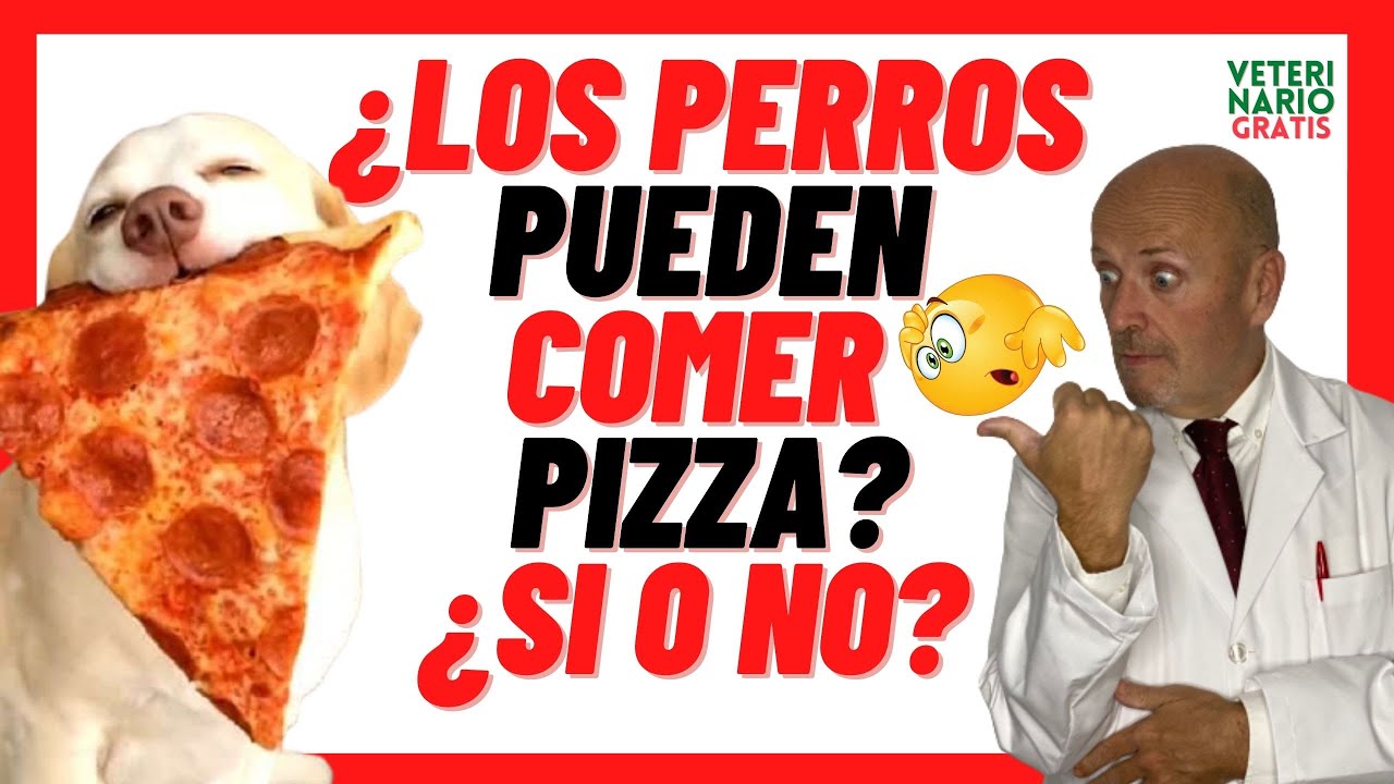 🍕 ¿LOS PERROS PUEDEN COMER PIZZA?🍕 PELIGROS DE LA PIZZA PARA PERROS (PIZZA PERRO)