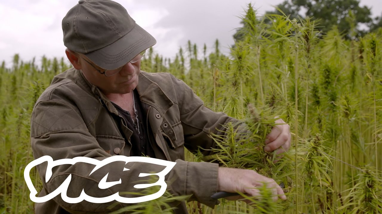 Mediwiet: medicinale cannabis in Nederland