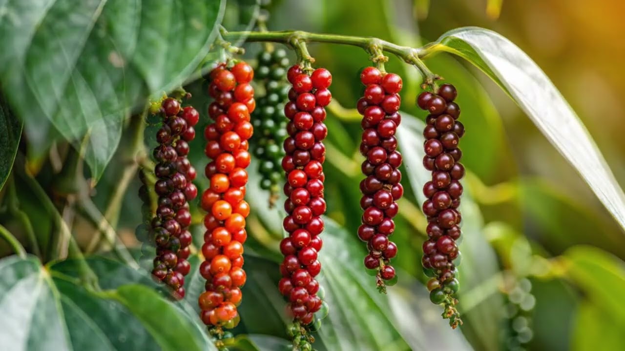 Pepper Farming in Vietnam’s Central Highlands: From Planting to Large-Scale Harvest