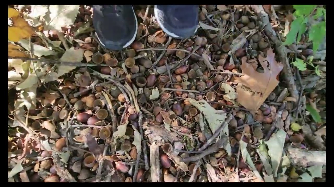 Stepping On a Pile of Acorns (No Talking)