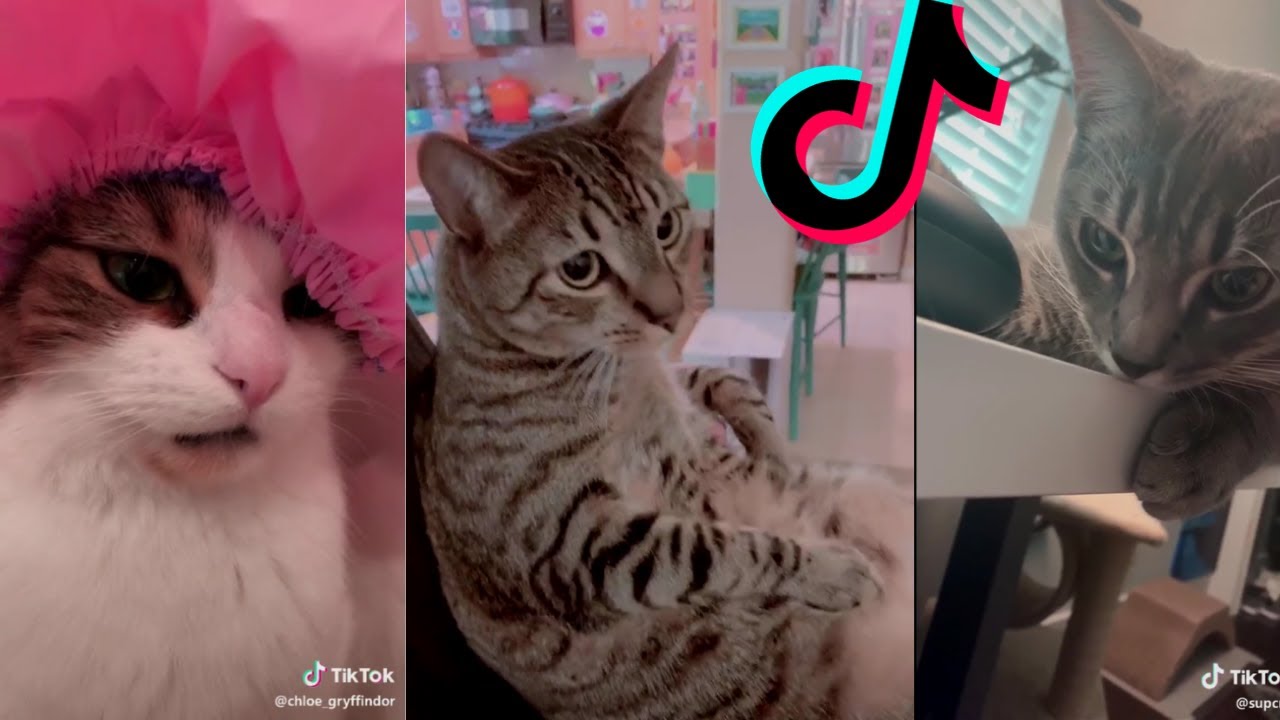 cat doing cat things tik toks compilation #4