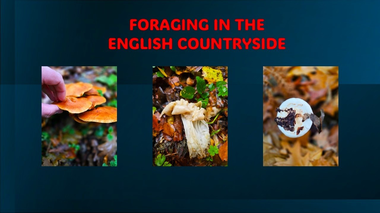 A rare find after a random autumn walk ! Chatting to fellow foragers / #mushroomforaging #foraging