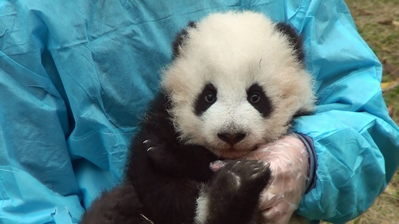 Panda baby born at Chengdu, 2013 December　パンダ 大熊猫 成都