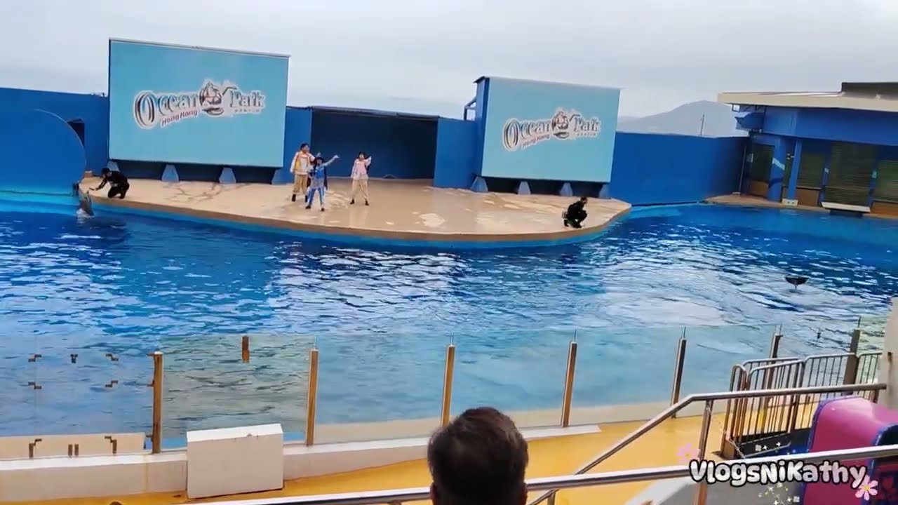 Dolphin & Sea Lion Show | Ocean Park Hong Kong 030126 | Vlogs ni Kathy