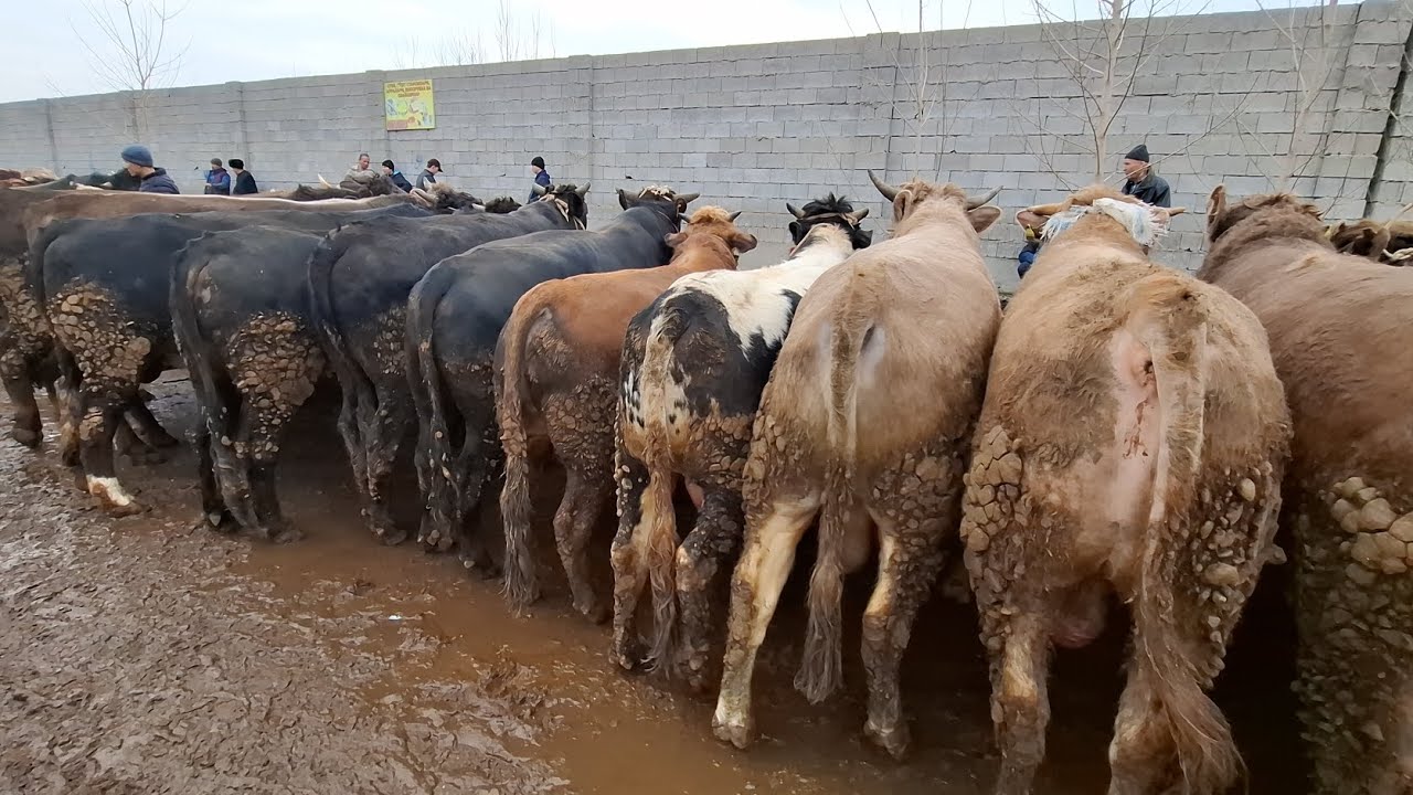 Uychi tumani yorqorg'on semiz buqa bozori #namangan #rek 