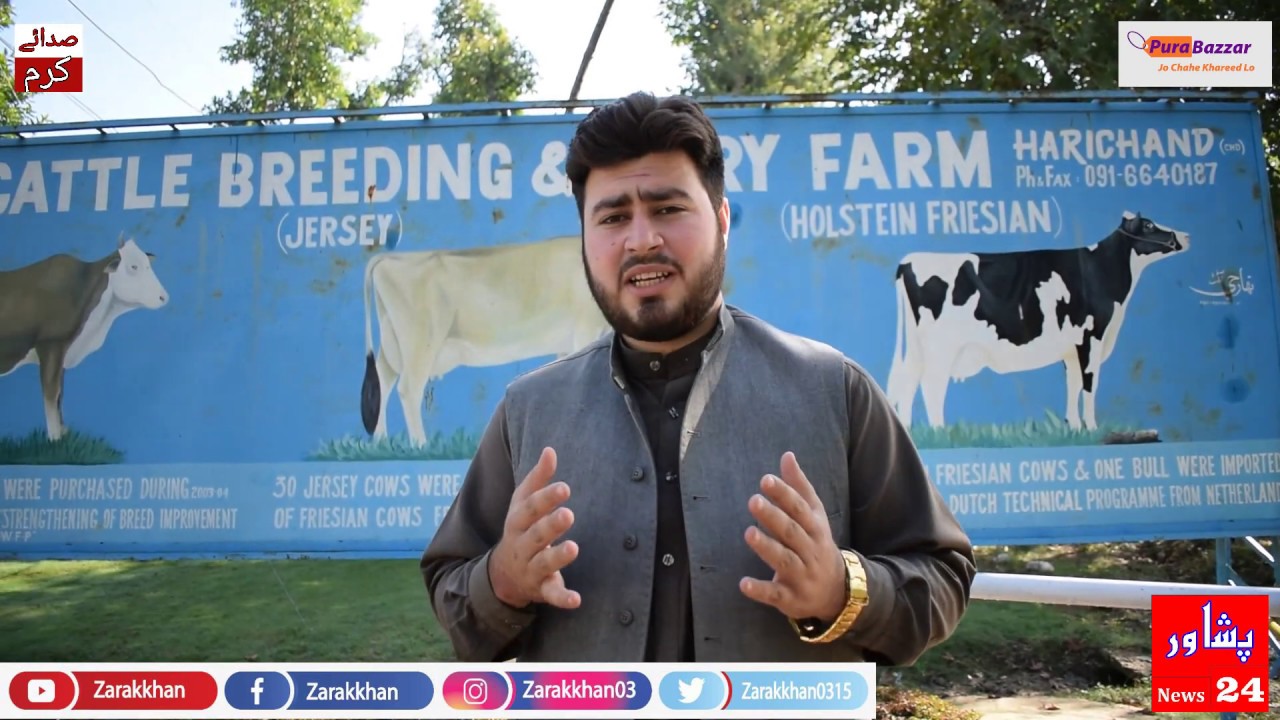 Khyber Pakhtunkhwa Largest Dairy Form Visit || Zarak Khan ||